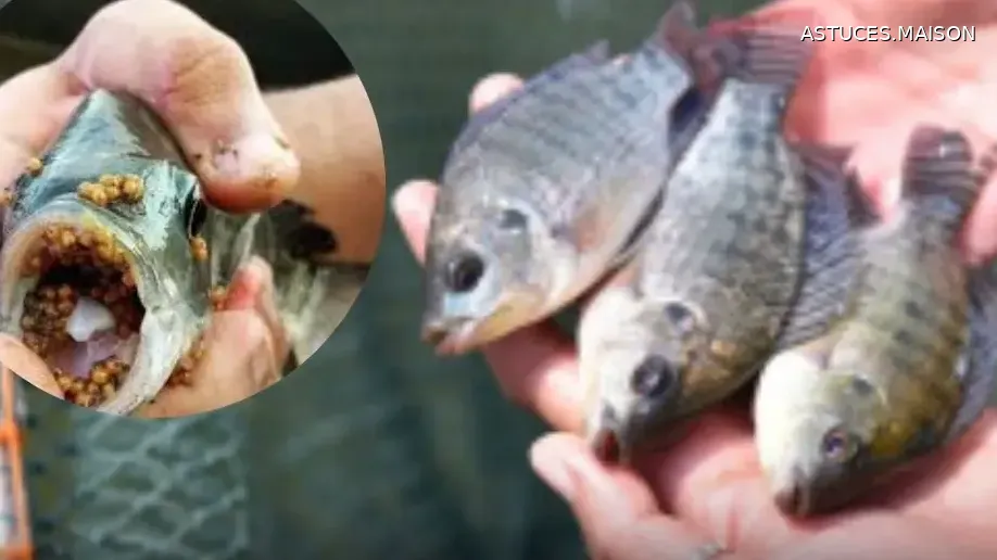 Image d'illustration © HOME TIPS